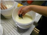 Workshop kaas maken - Lopik